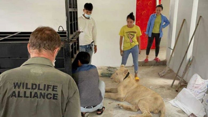 Campuchia bắt người Trung Quốc nuôi sư tử ngay ở Phnom Penh - Ảnh 2.
