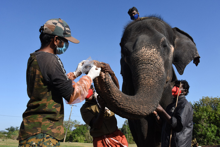 Ấn Độ: nơi xét nghiệm 28 con voi, nơi xét nghiệm 21 con hổ - Ảnh 1.