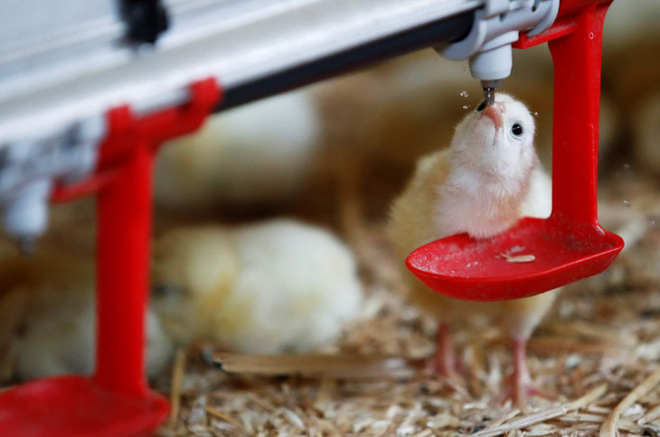 Pháp cấm tiêu hủy gà trống con từ năm 2022 - Ảnh 1.