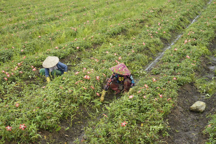 Những người dám giã từ ký lương - Kỳ 1: Rời TP.HCM về quê trồng dược liệu - Ảnh 3.