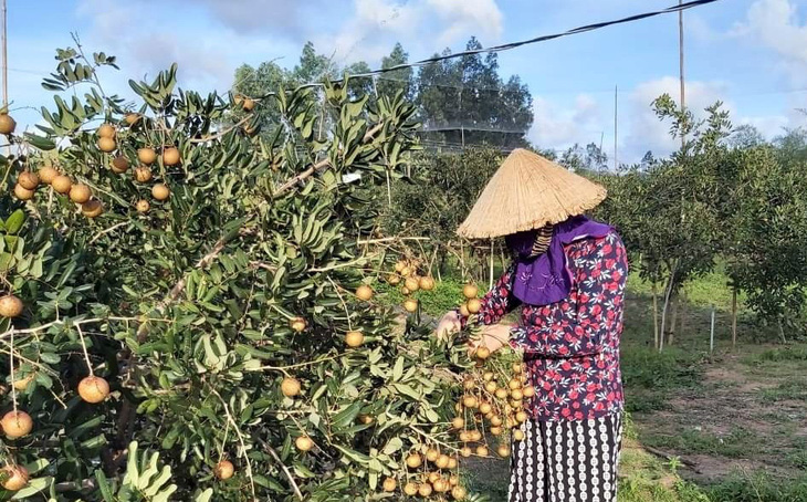 Đề nghị hỗ trợ giải cứu 1.300 tấn nhãn xuồng cơm vàng, giá 15.000 đồng/kg - Ảnh 1.