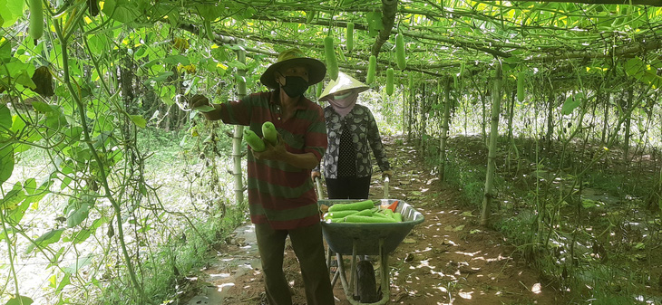 Một nông dân Khmer tặng cả vườn bầu 600 gốc sai trái cho bà con khu vực cách ly - Ảnh 1.