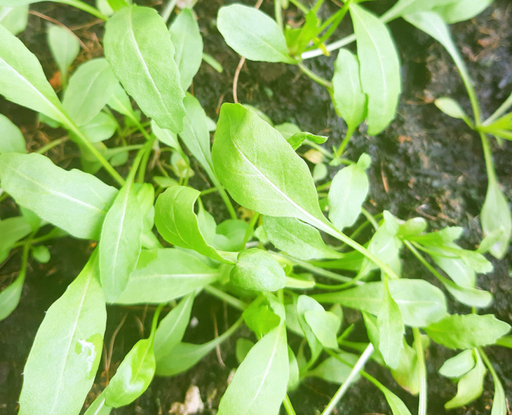 Bánh tằm, xôi hoa đậu, bánh kẹp - bữa sáng có gì ăn nấy mùa giãn cách - Ảnh 2.