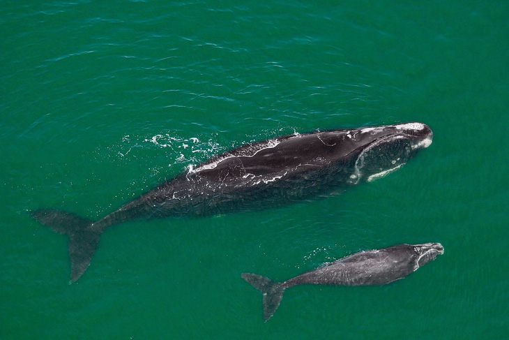 Tàu thuyền chạy quá tốc độ đe dọa cá voi trơn ở Bắc Đại Tây Dương - Ảnh 1.