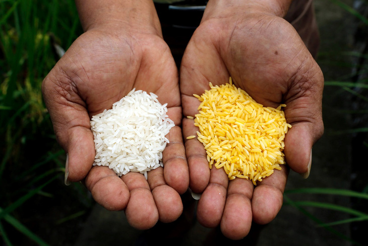 Philippines thông qua việc gieo trồng gạo vàng biến đổi gien - Ảnh 1.