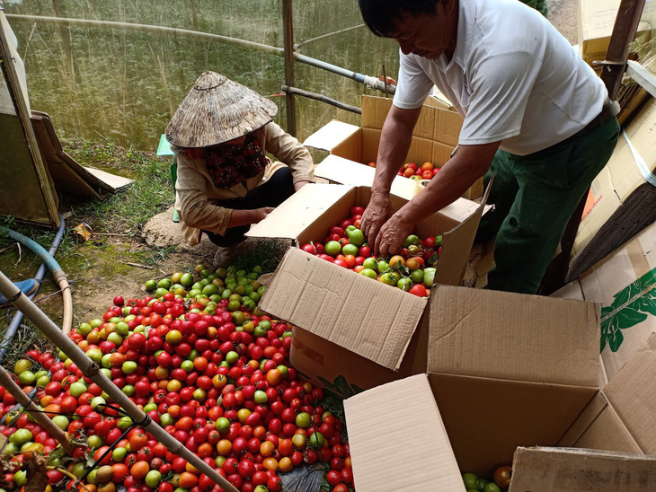 Lâm Đồng tặng 350 tấn rau củ quả cho TP.HCM và các tỉnh - Ảnh 1.