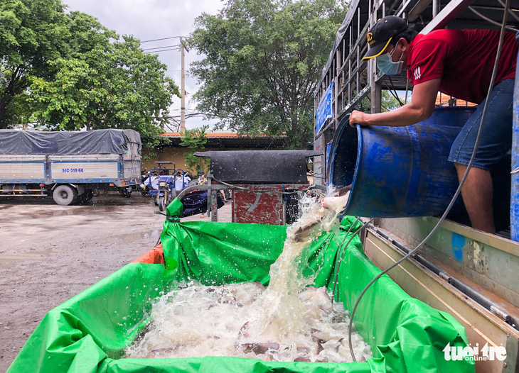 ‘Ăn cá ba sa, Sài Gòn mau hết dịch nha!’ - Ảnh 4.