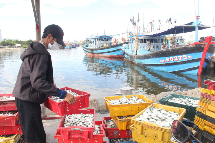 Giải quyết ra sao với tàu cá về lại vùng cách ly ở Đà Nẵng - Ảnh 1.