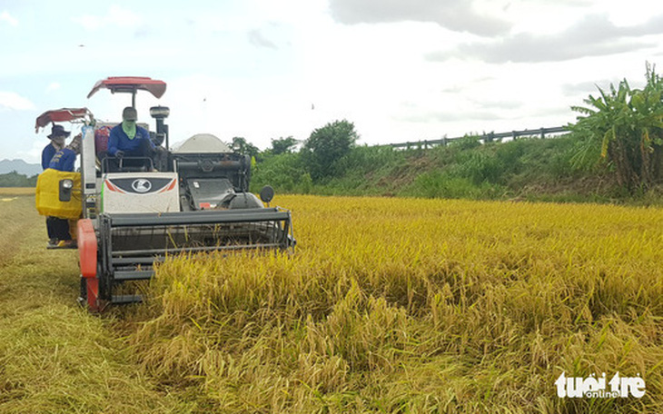 Ngân hàng phải cung ứng đủ vốn cho thu mua thóc, gạo ở miền Tây