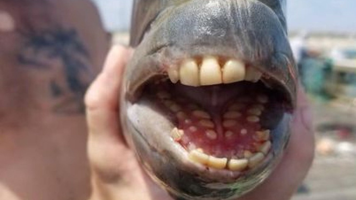 Cá có miệng đầy răng giống người ở bờ biển Bắc Carolina - Ảnh 1.