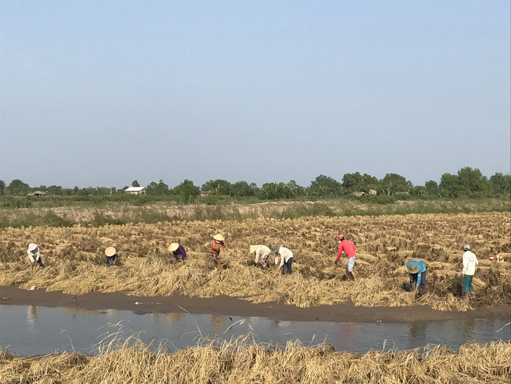 Đề xuất cứu lúa gạo miền Tây bằng luồng xanh đường thủy - Ảnh 1.