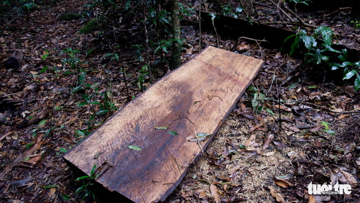 Khởi tố 14 lâm tặc triệt hạ gỗ quý rừng nguyên sinh Lâm Đồng - Ảnh 3.