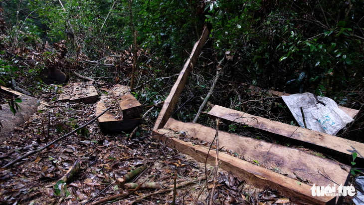 Khởi tố 14 lâm tặc triệt hạ gỗ quý rừng nguyên sinh Lâm Đồng - Ảnh 2.