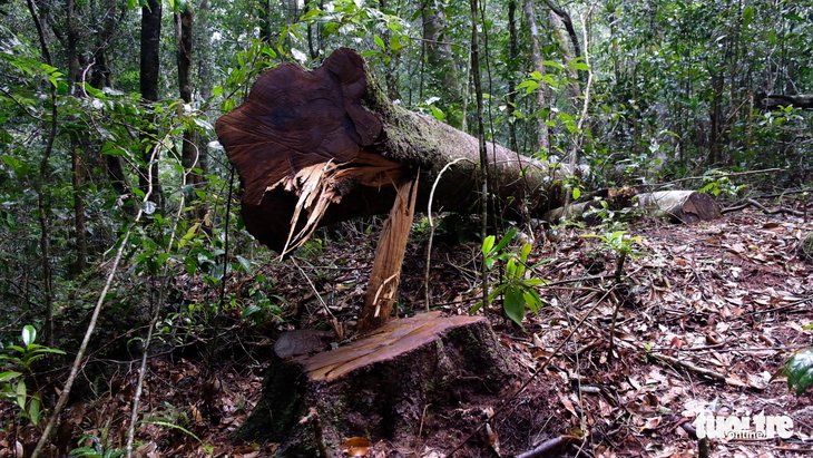 Khởi tố 14 lâm tặc triệt hạ gỗ quý rừng nguyên sinh Lâm Đồng - Ảnh 1.
