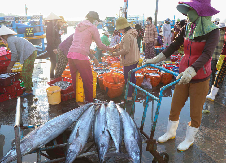 Đã mắt hình ảnh ngư dân Ninh Thuận bất ngờ trúng lớn mùa cá nam - Ảnh 3.