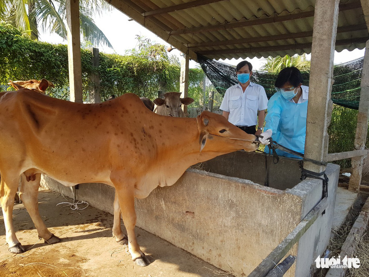 Bệnh viêm da nổi cục ở bò bùng phát tại Tiền Giang - Ảnh 1.