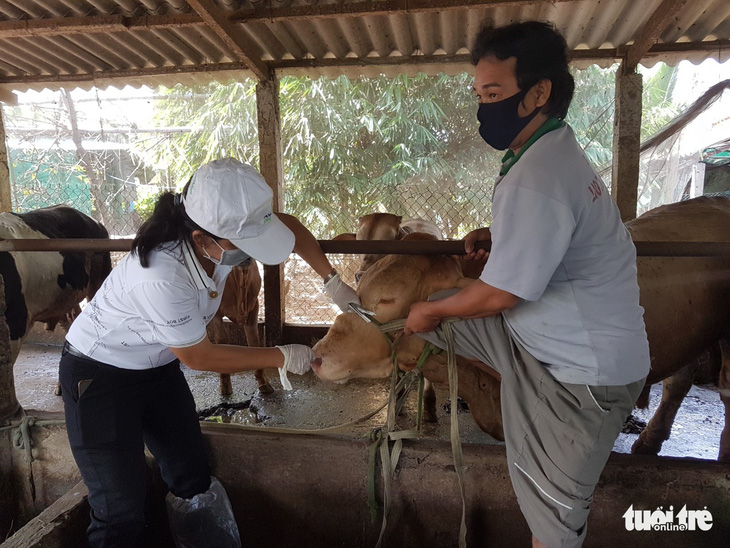 Bệnh viêm da nổi cục ở bò bùng phát tại Tiền Giang - Ảnh 3.