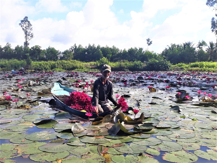 Khách hỏi không bán mà tặng nguyên đìa cá, ao bông súng cho bà con khó khăn - Ảnh 2.