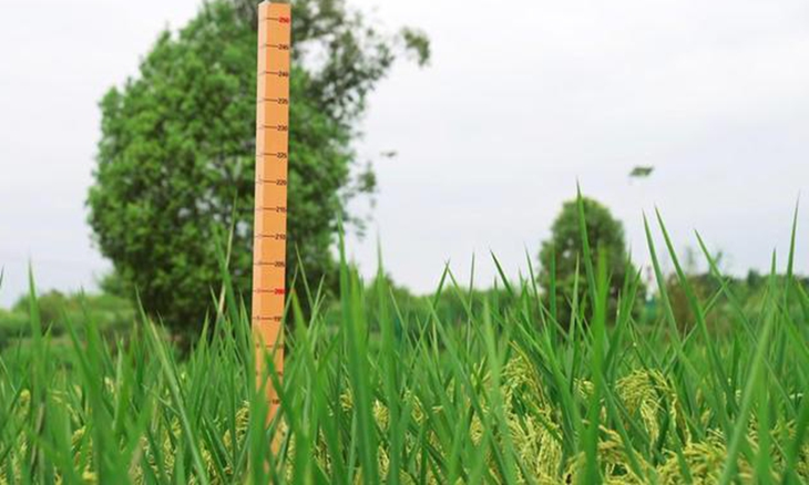 Trung Quốc trồng thành công lúa khổng lồ cao tới 2m - Ảnh 1.