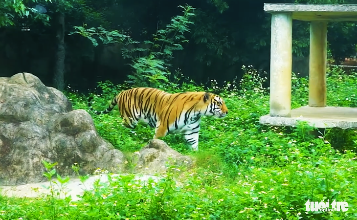 4 nguyên nhân khiến 8/17 con hổ nuôi nhốt được ‘giải cứu’ bị chết - Ảnh 1.