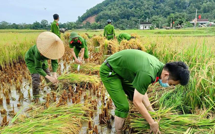 Bộ đội, công an cùng lội ruộng gặt lúa ‘chạy bão’ số 5 giúp dân