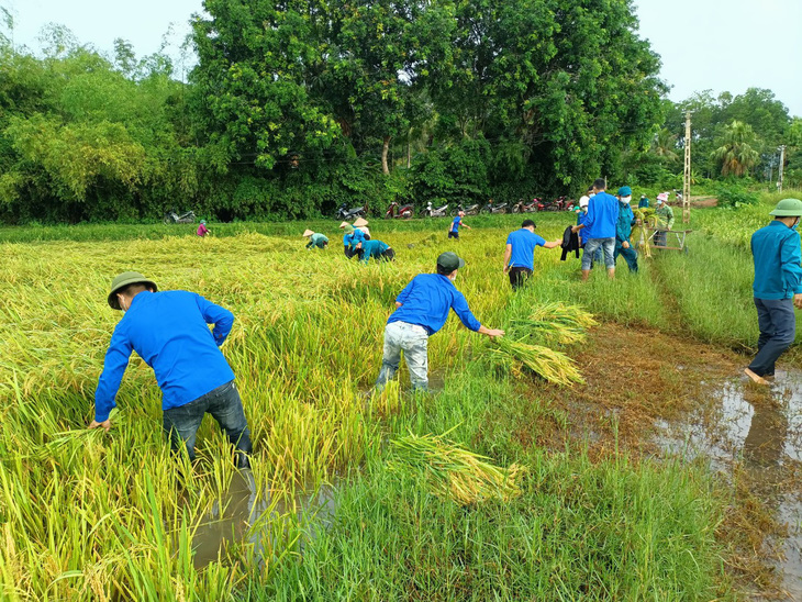 Gần 1.000 đoàn viên, thanh niên giúp dân thu hoạch lúa mùa tránh bão số 5 - Ảnh 2.