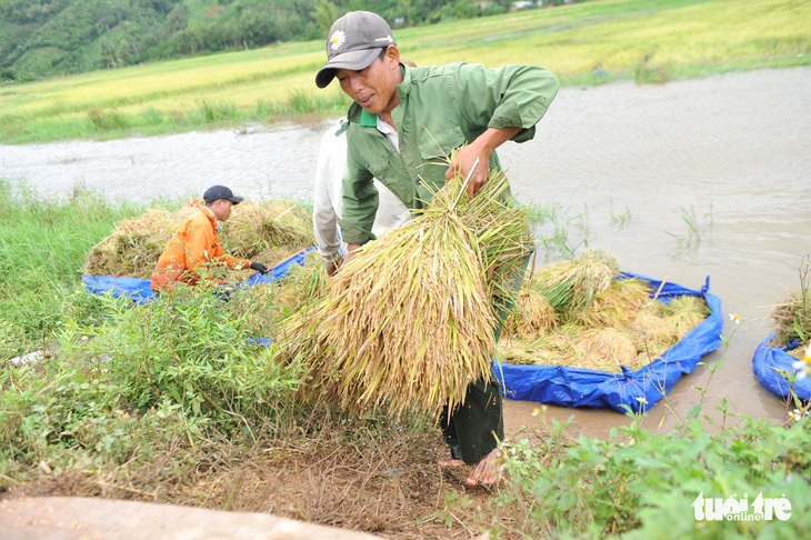 Người dân Đắk Lắk chấp nhận gặt lúa non để chạy lũ - Ảnh 4.
