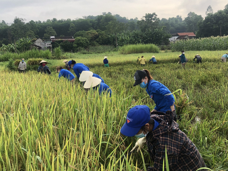 Gần 1.000 đoàn viên, thanh niên giúp dân thu hoạch lúa mùa tránh bão số 5 - Ảnh 3.