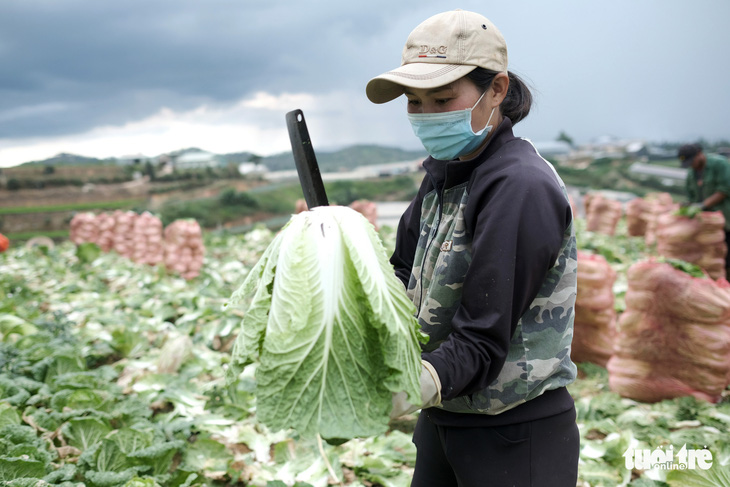 Mất mùa do mưa, Đà Lạt vẫn chuyển rau tặng TP.HCM, chở gấp đến bệnh viện - Ảnh 3.