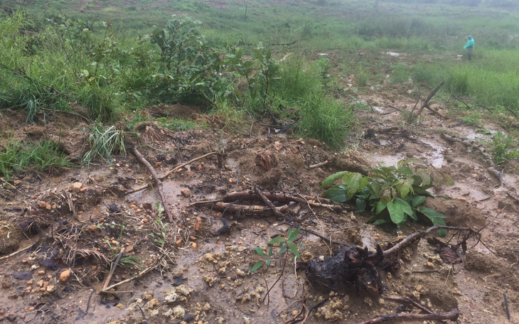 23ha rừng phòng hộ bị phá, 6 tháng sau huyện mới phát hiện báo lên tỉnh
