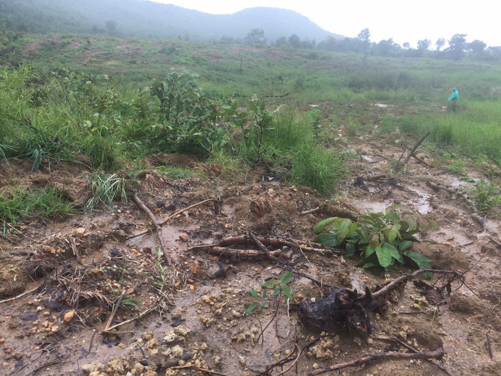 23ha rừng phòng hộ bị phá, 6 tháng sau huyện mới phát hiện báo lên tỉnh - Ảnh 1.