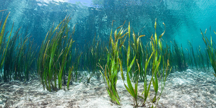 Cháy rừng phát thải nhiều CO2 nhưng cũng làm sinh sôi tảo biển hấp thụ CO2 - Ảnh 1.