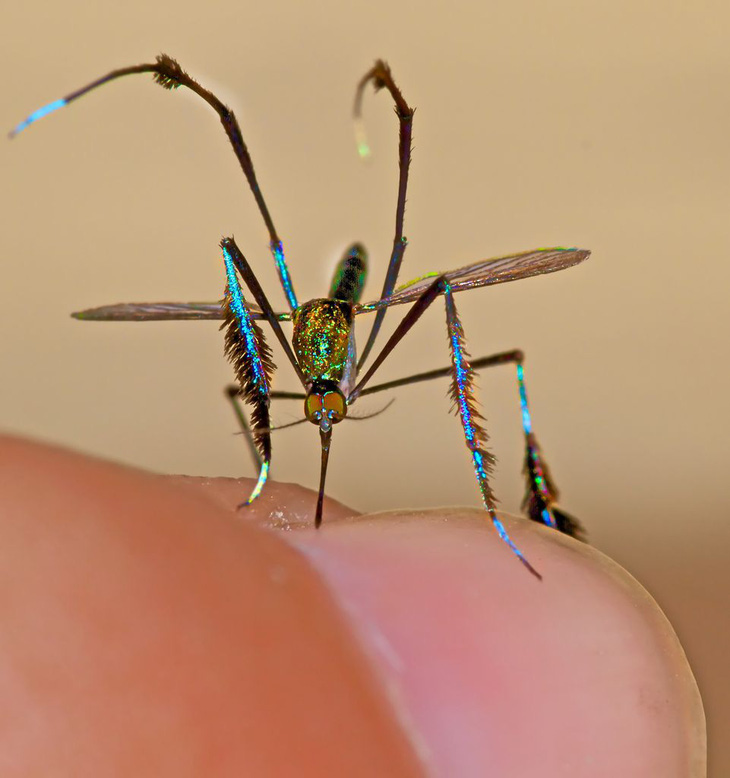 Loài muỗi đẹp nhất thế giới được giới nhiếp ảnh gia săn đón - Ảnh 5.