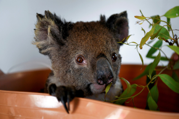 Thiên tai cướp mất 30% gấu túi koala ở Úc chỉ trong 3 năm - Ảnh 1.