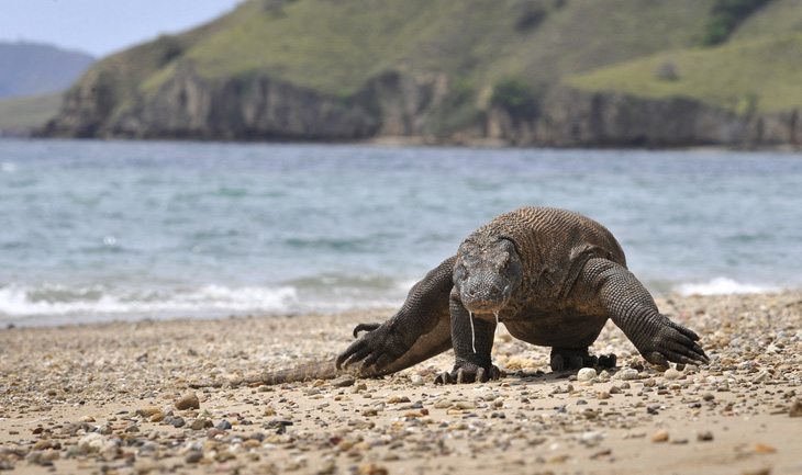 Rồng Komodo vào danh sách nguy cơ tuyệt chủng vì nước biển dâng - Ảnh 1.