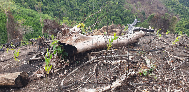 Thường trực Tỉnh ủy Phú Yên yêu cầu kiểm tra thông tin phá rừng Tuổi Trẻ Online nêu - Ảnh 1.