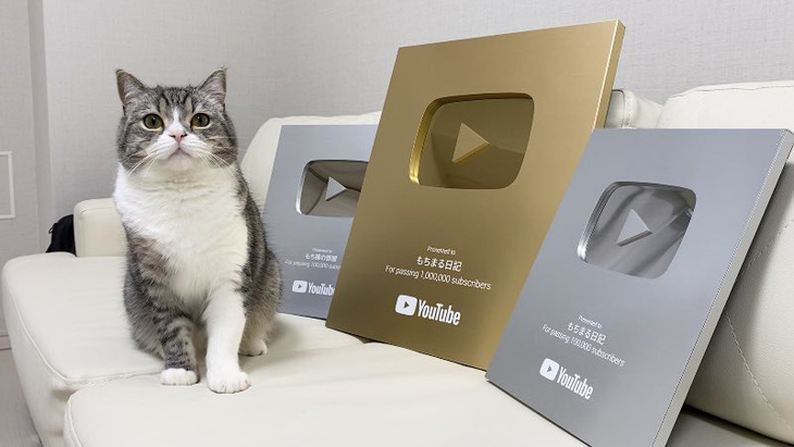 Chú mèo Motimaru ở Nhật lập kỷ lục Guinness được xem nhiều nhất trên YouTube - Ảnh 2.