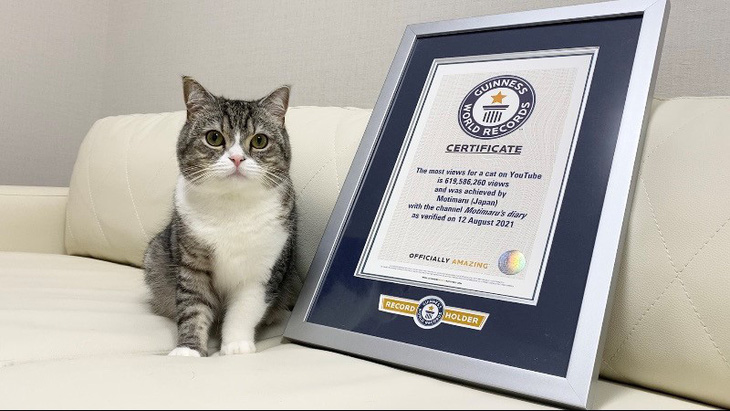 Chú mèo Motimaru ở Nhật lập kỷ lục Guinness được xem nhiều nhất trên YouTube - Ảnh 1.