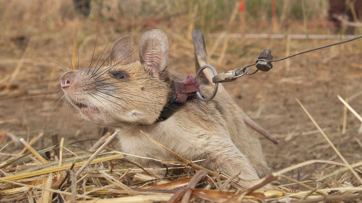 Anh hùng chuột dò mìn của Campuchia qua đời - Ảnh 1.