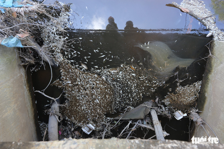 Cá chết nổi trắng ở mương dẫn nước từ khu công nghiệp ra sông - Ảnh 1.