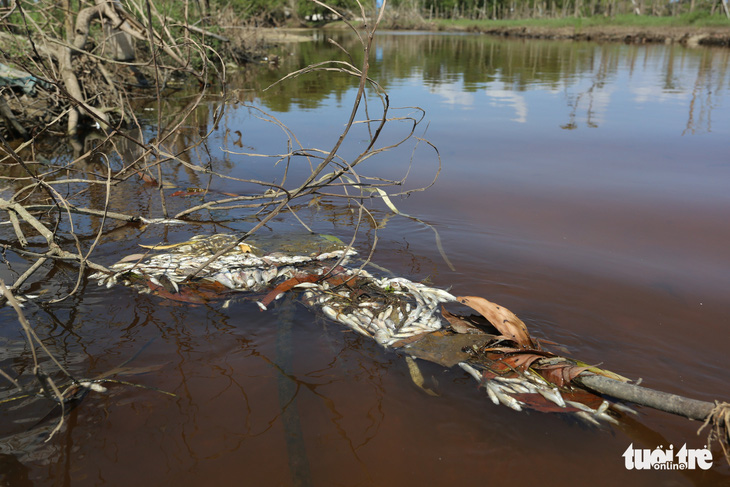 Cá chết nổi trắng ở mương dẫn nước từ khu công nghiệp ra sông - Ảnh 2.