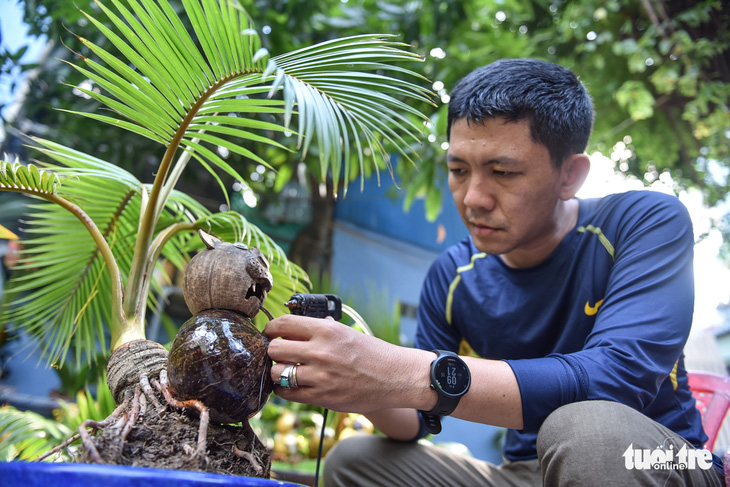 Bonsai dừa hình hổ đón Tết Nhâm Dần - Ảnh 1.