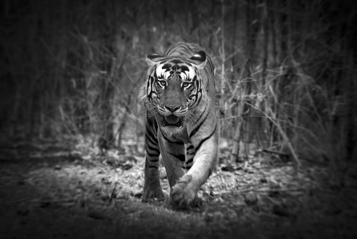 Nhiếp ảnh gia Thụy Điển kể chuyện chụp ảnh hổ hoang dã - Ảnh 2.