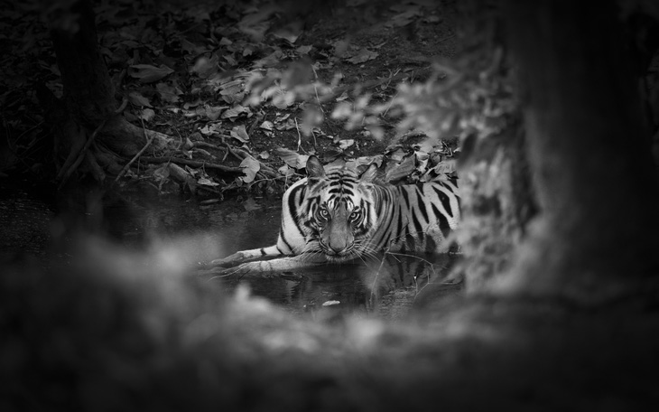 Nhiếp ảnh gia Thụy Điển kể chuyện chụp ảnh hổ hoang dã - Ảnh 4.
