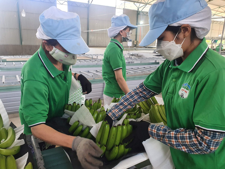 Trồng chuối nuôi heo, bầu Đức đặt kế hoạch lợi nhuận nghìn tỉ, trả hết nợ - Ảnh 2.