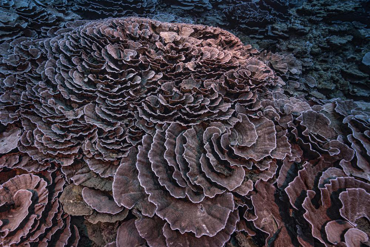 Phát hiện rạn san hô nguyên sơ khổng lồ hình hoa hồng - Ảnh 2.