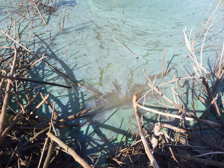 Sở Tài nguyên - môi trường Kon Tum: Nước đổi màu, bốc mùi ở hồ thủy điện Yaly là tảo nở hoa - Ảnh 2.