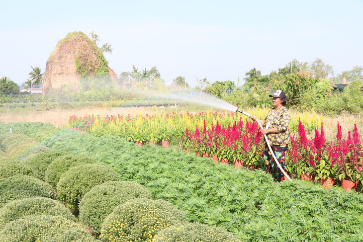 Bà con trồng hoa miền Tây vui như Tết - Ảnh 2.