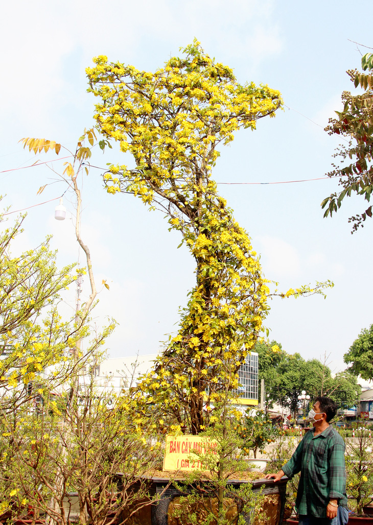 Cây mai vàng hình chữ S - Ảnh 2.