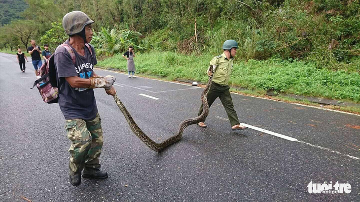 Trăn gấm 4 mét quấn chết khỉ bên vệ đường dưới núi Sơn Trà - Ảnh 1.